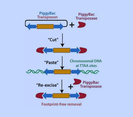 간단한 Cut-and-Paste 방법으로 원하는 유전자를 Genome에 삽입, 제거하는 Non-viral Vector System! PiggyBac Transposon Vector System