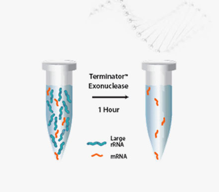 효과적인 rRNA 제거를 위한 Lucigen Terminator Exonuclease