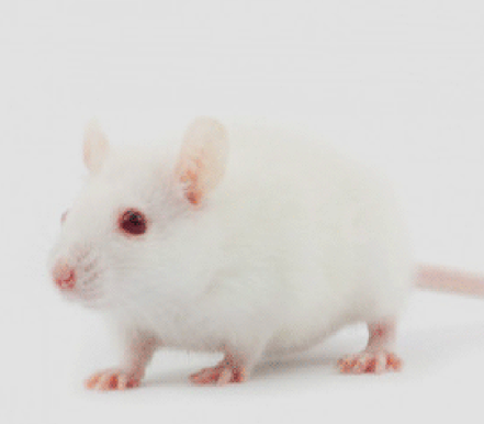 실험동물 Biodistribition 분석, 초기 대량 스크리닝은 qPCR로 빠르게, 극미량 샘플 검증은 ddPCR로 정밀하게.